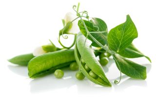 Erwt - Cud Kelvedonu - Pisum sativum - zaden