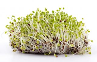 Graines à germer - Moutarde brune - BIO - Brassica juncea