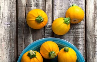 Zucchini "One Ball F1" - 8 hạt - Cucurbita pepo 