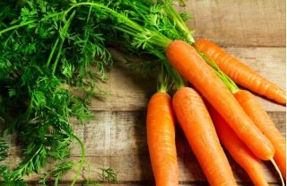 Daucus carota - Lenka - 50 gramos - semillas
