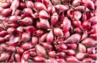Jarní cibule Red Baron - 0,5 kg - 