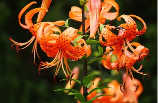 Лилиум, Лили Тигринум - луковица / грудка / корен - Lilium Tigrinum