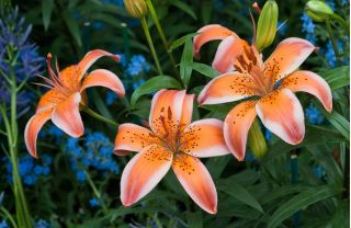 Lys - Orange Electric - Lilium Orange Electric