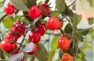 Mini Garden - Červené cherry paradajky - na pestovanie na balkónoch a terasách - Lycopersicon esculentum - semená