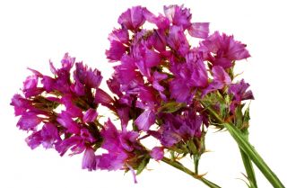 Limonka chobotnatá - karmínová - Limonium sinuatum - Sytě růžové květy, letní elegance - Čerstvá semena