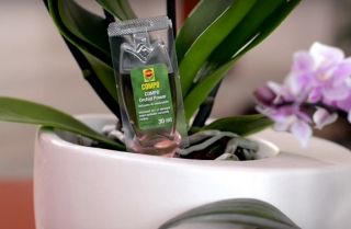 Nutrient pentru orhidee - Compo® - 50 x 30 ml - 