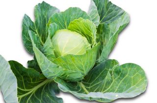 Біла капуста "Бенія" - компактні, смачні голови - Brassica oleracea convar. capitata var. alba - насіння
