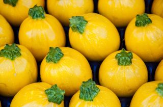 Zucchini "One Ball F1" - 8 hạt - Cucurbita pepo 