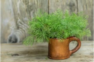 Paprastieji krapai - Krezus - Aromatingas skonis, greitai augantis, aukštas derlius - Šviežios sėklos
