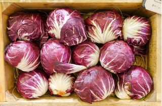 BIO - Radicchio "Palla rossa 3" - certified organic seeds; Chicory - 360 seeds - Cichorium intybus - semi