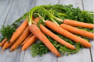Gulrot – Nantes Polana - 5100 frø - Daucus carota