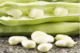 Broad Bean Bartek seeds - Vicia faba