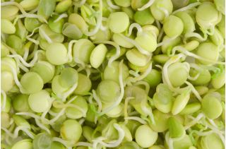 Germogli - semi - lenticchia - 990 semi - Lens culinaris