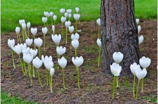 Colchicum - Album