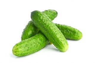 Cucumber Wisconsin SMR 58 seeds - Cucumis sativus - 250 seeds