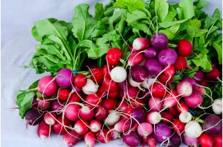 萝卜混合种子 -  Raphanus sativus  -  850种子 - Raphanus sativus L. - 種子