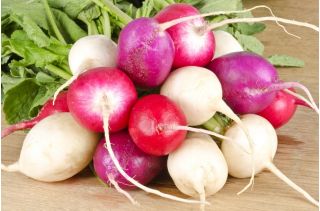 萝卜混合种子 -  Raphanus sativus  -  850种子 - Raphanus sativus L. - 種子