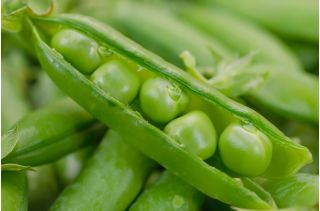 Erwt - Cud Kelvedonu - Pisum sativum - zaden
