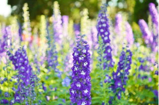 Évelő szarkaláb - színkeverék - Delphinium x cultorum - Magas tüskék, élénk évelők - Friss vetőmagok