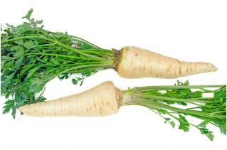 جعفری "کینگا" - Petroselinum crispum  - دانه