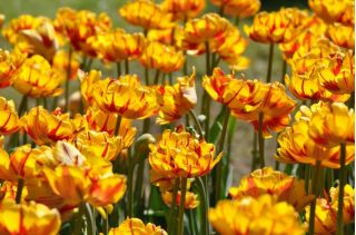 נחמד גולדן טוליפ - נחמדה גולדן טוליפ - 5 בצל - Tulipa Golden Nizza