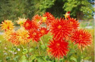 Cactus Dahlia - variety mix - 120 seeds