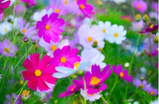 Cosmos, Schmuckkörbchen 'Sonata' - Sortenmischung; Niedrige 