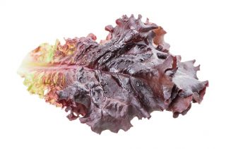 Salata "Apache" - foarte ornamentala, dulce si savuroasa - 1250 de seminte - Lactuca Sativa L. var. capitata  - semințe