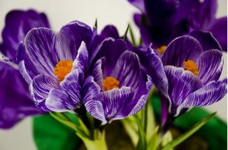 Crocus King of the Striped - paquete de 10 piezas