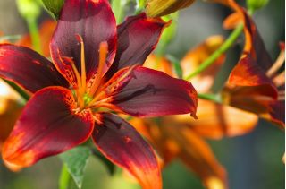 Lilium, Lily Forever Susan