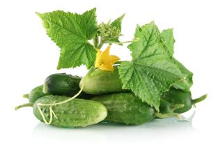 Cucumber - Krak F1 - Pelleted Seeds - Crisp Texture, Sweetly Refreshing