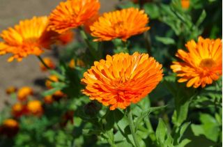 Maravilla olla enana - 240 semillas - Calendula officinalis