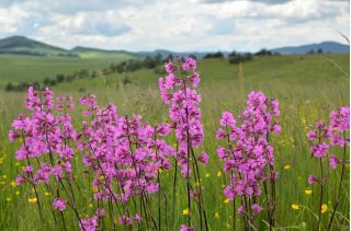 Klibbig fågelfluga - sortblandning - 5100 frön - Lychnis viscaria