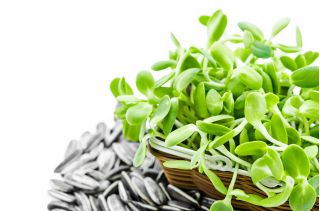 Semințe de germinare - pachet mare - set de 6 piese - 