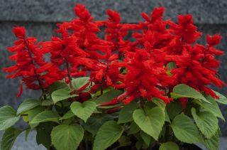 Paprikavirág - Czardasz - Salvia splendens - magok