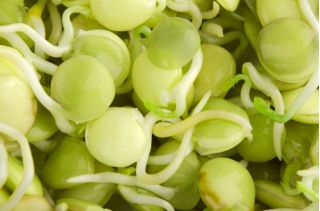 Semillas que brotan - Brotes ricos en vitamina B - Juego de 9 piezas + sprouter con 3 bandejas - 