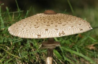 針葉樹キノコセット+カラカサタケ-7種-菌糸体、産卵 - – Garden