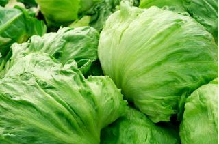 Iceberg salata "Kinga" - Lactuca sativa L.  - semințe
