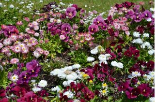 Giardino fiorito grande viola del pensiero + margherita a fiore grande - un insieme di semi di due specie di fiori - 