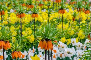 Ensemble de sélection couronne orange impériale et narcisse - 18 pcs - 