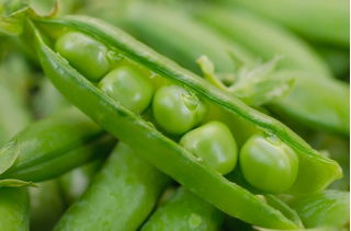 Kacang ladang "Cud Kelvedonu (Keajaiban Kelvedon)" - 500 g - 