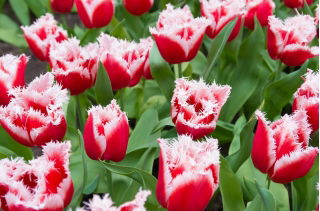 Tulip 'Canasta' - large package - 50 pcs