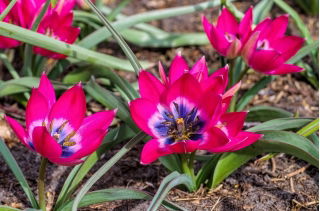 Tulip 'Little Beauty' - XXXL package! - 250 pcs