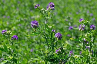 Alfalfa &quot;Gea&quot; - belagte frø med Rhizobium - 0,5 kg; lucerne - 