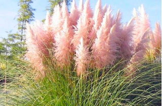 Pink Pampas grass - rootstock -   large package! - 10 pcs