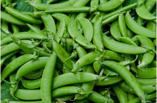 Pois Mangetout - Iłówiecki - Gousses délicieuses, douces et tendres - Graines fraîches