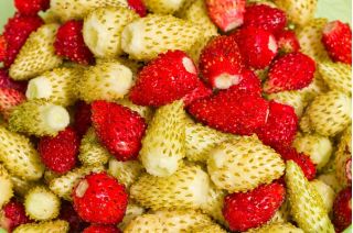 Markjordbær - Yellow Wonder - 320 frø - Fragaria vesca