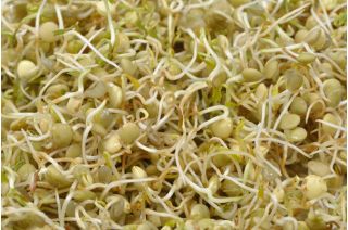 Germogli - semi - lenticchia - 990 semi - Lens culinaris