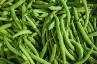 Buschbohne ‘Gracja’ Samen - Phaseolus vulgaris L. - 300 Samen -  