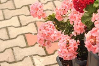 Zalm Geranium seeds - Pelargonium x tuin - 10 zaden - Pelargonium x hortorum